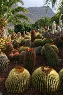 Gran Canaria Kakteengarten